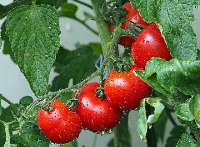 Preparat wspomagający przechowywanie pomidorów w chłodni