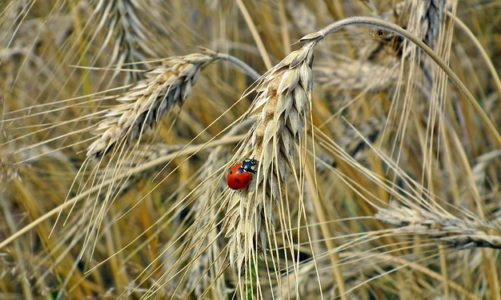Zmiany klimatu a występowanie szkodników w rolnictwie – Jak globalne ocieplenie wpływa na rolnictwo