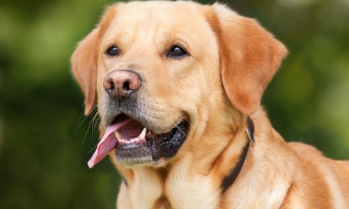 Porównanie legowisk dla psów: Materace, maty czy kanapy – co wybrać dla swojego czworonoga?